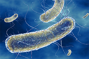 легионеллы бактерии